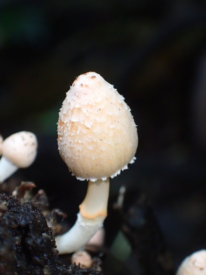 Coprinopsis mexicana image