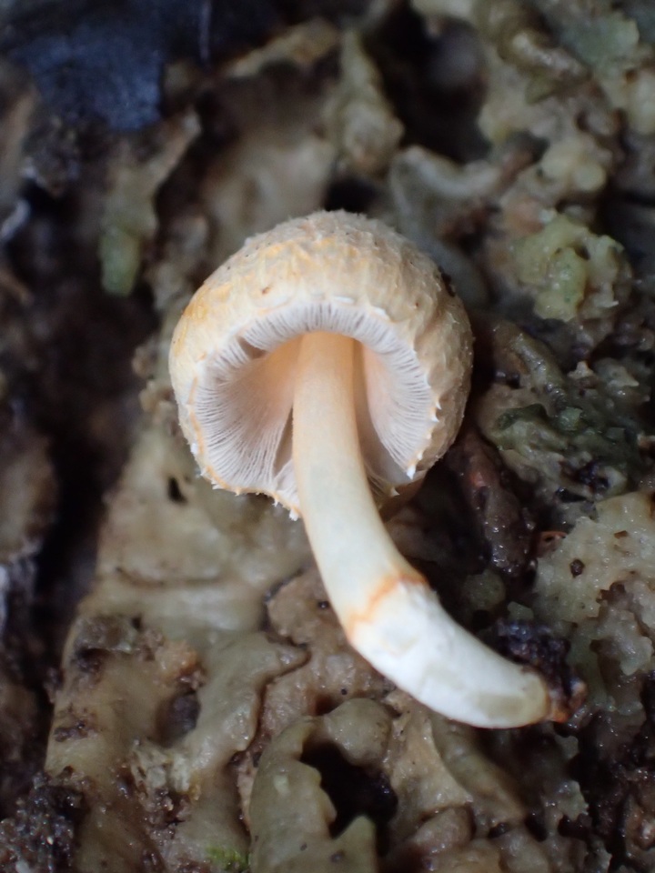 Coprinopsis mexicana image