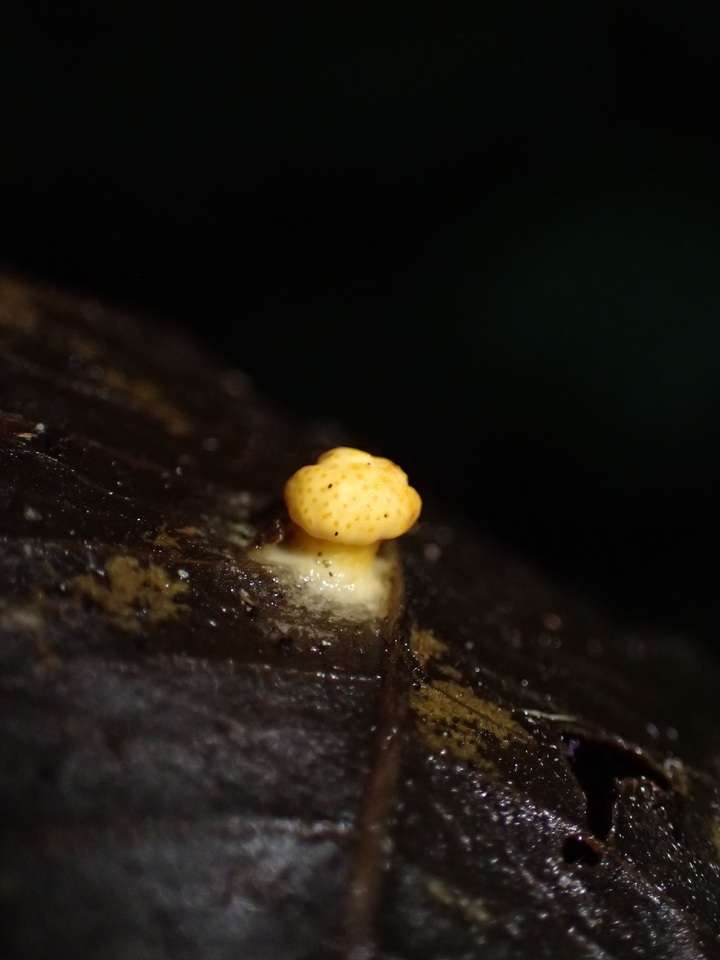Moelleriella image