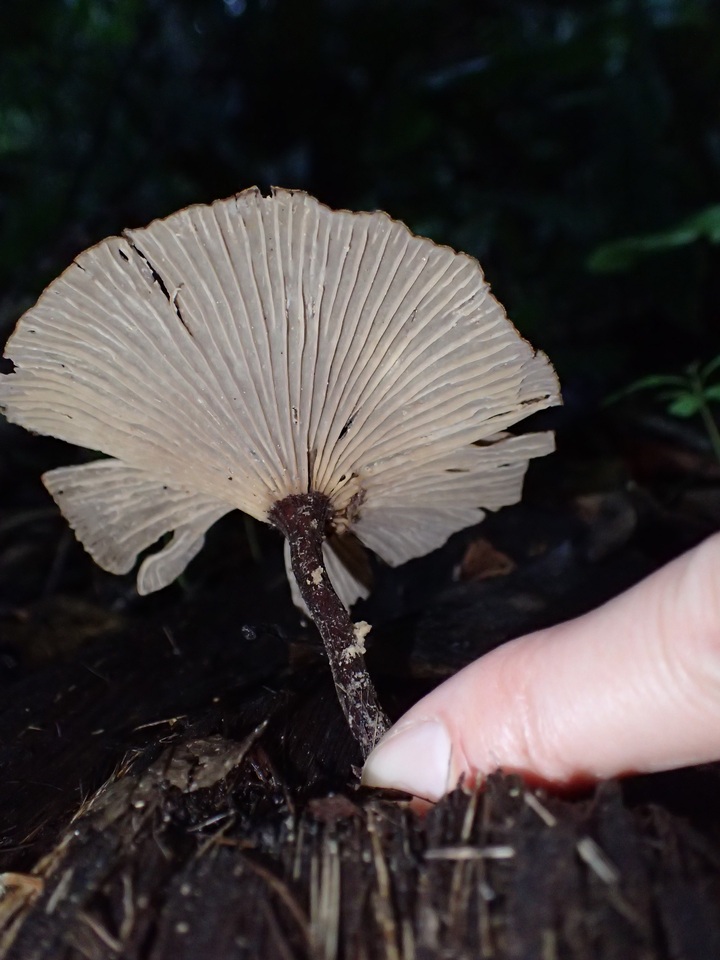 Panus similis image