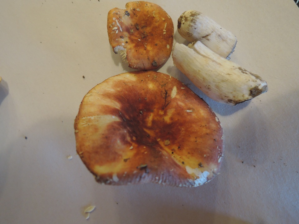 Russula burkei image
