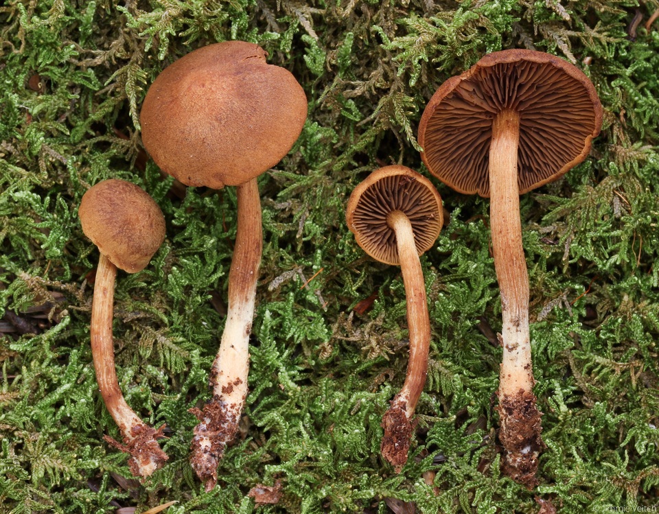 Gymnopilus josserandii image