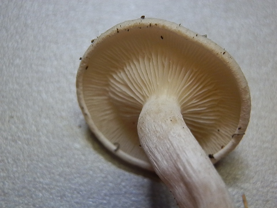 Leucocybe candicans image