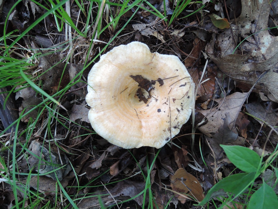 Lactarius acerrimus image