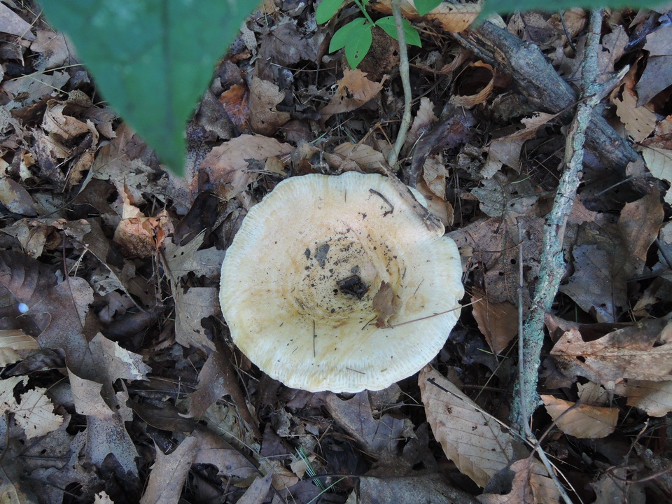 Lactarius acerrimus image