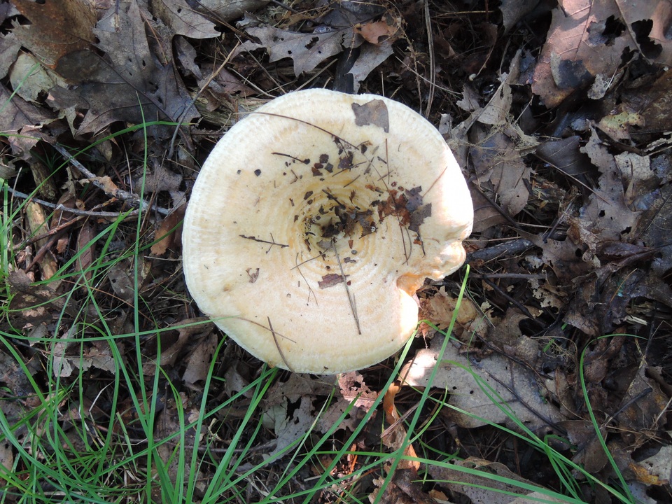 Lactarius acerrimus image