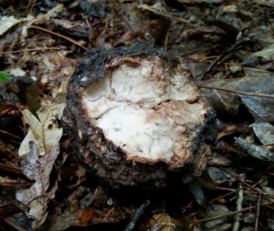 Wolfiporia image