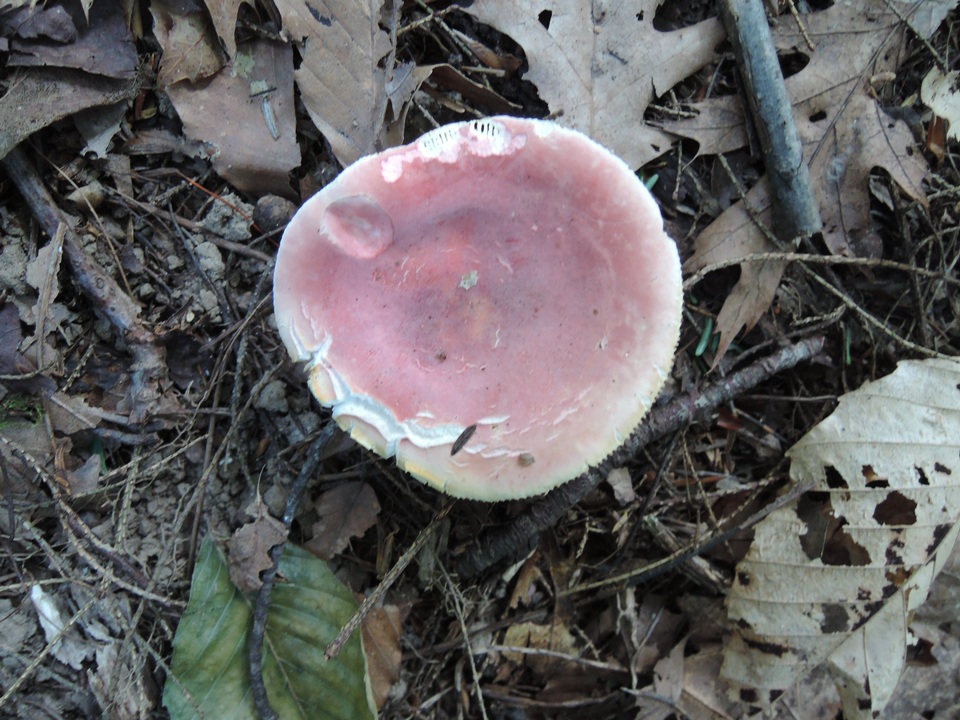 Russula flavisiccans image