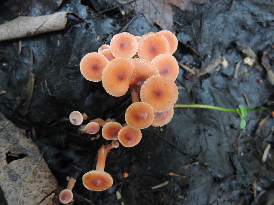 Lactarius nitidus image