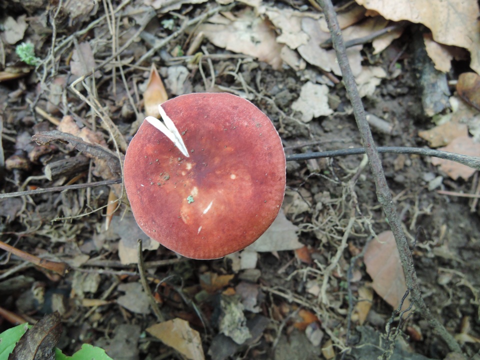 Russula operta image