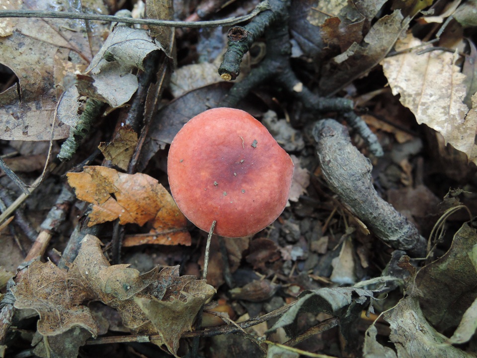 Russula operta image