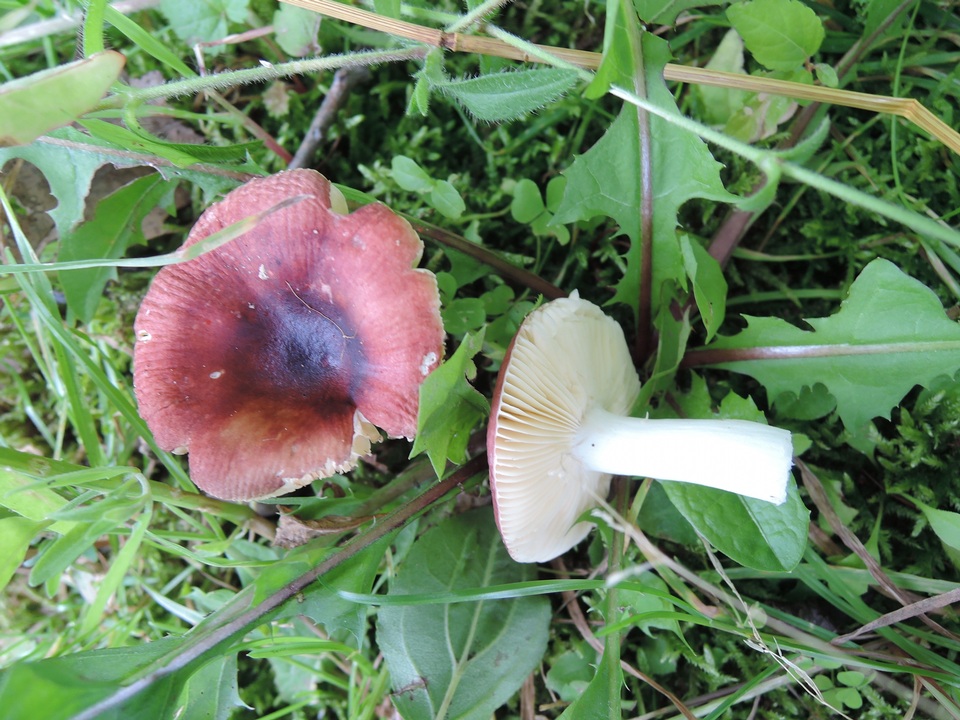 Russula nigrodisca image