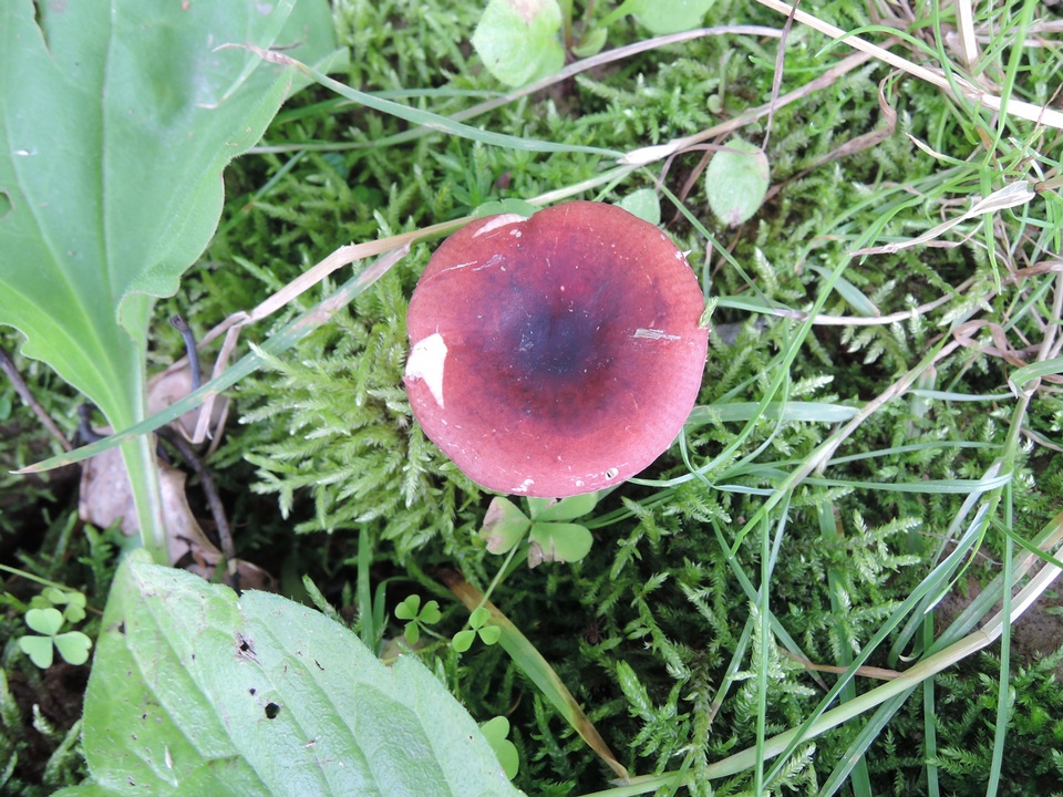 Russula nigrodisca image