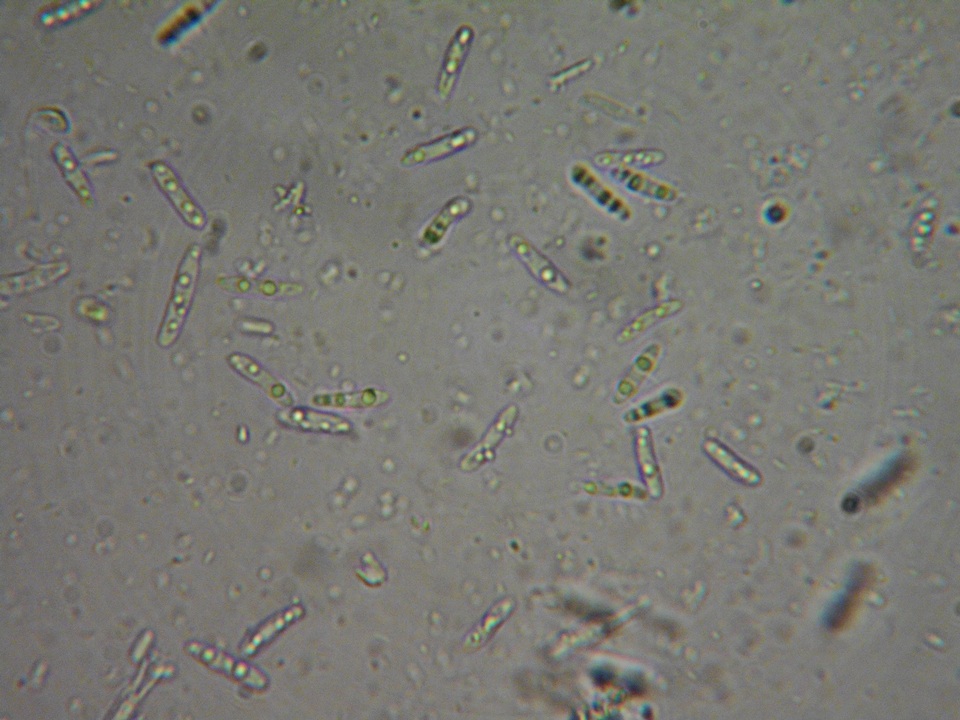 Duebenia compta image