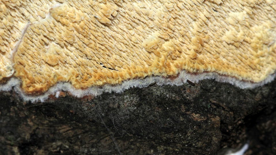 Radulomyces molaris image