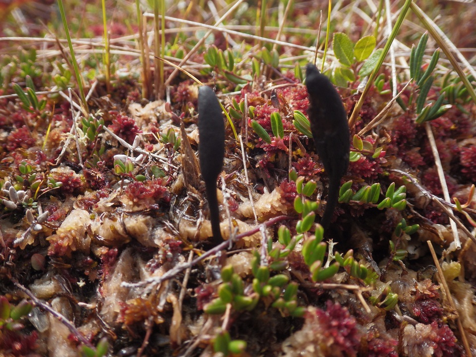 Geoglossum uliginosum image
