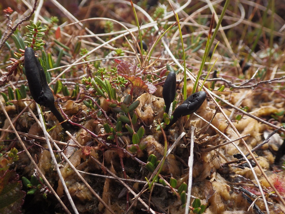Geoglossum uliginosum image