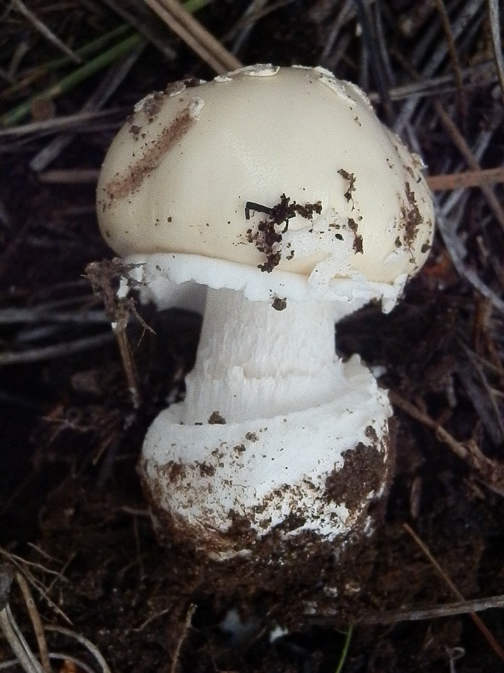 Amanita tlaxcalipanthera image