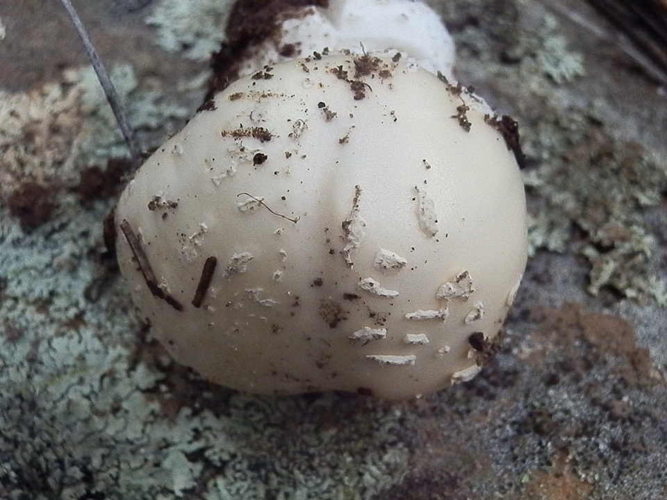 Amanita tlaxcalipanthera image
