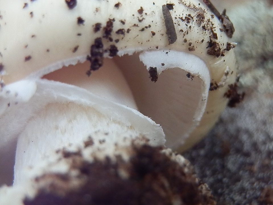 Amanita tlaxcalipanthera image
