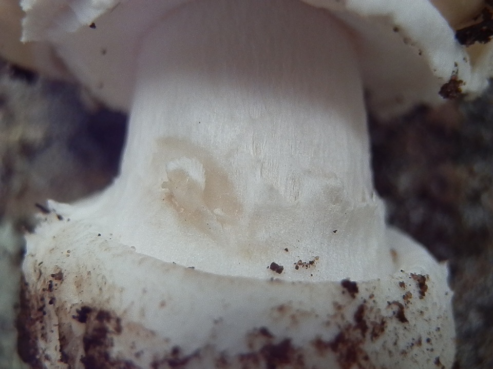Amanita tlaxcalipanthera image