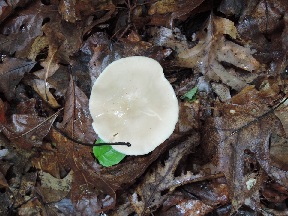 Entoloma albidum image