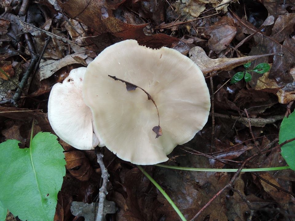 Entoloma albidum image