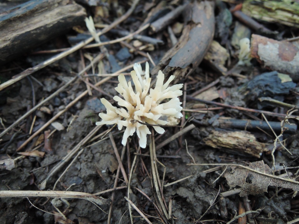 Tremellodendropsis semivestitum image