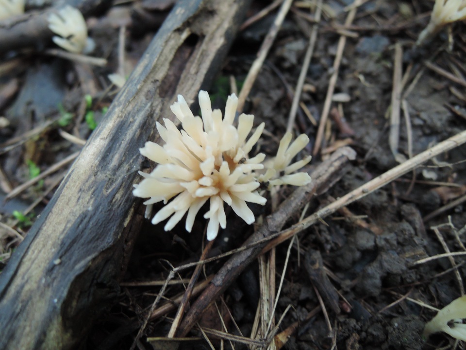 Tremellodendropsis semivestitum image