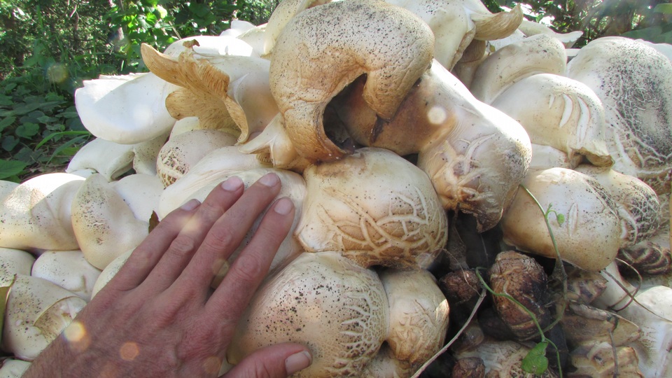Macrocybe crassa image