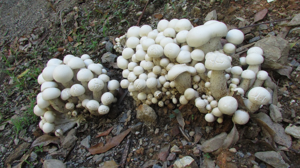 Macrocybe crassa image