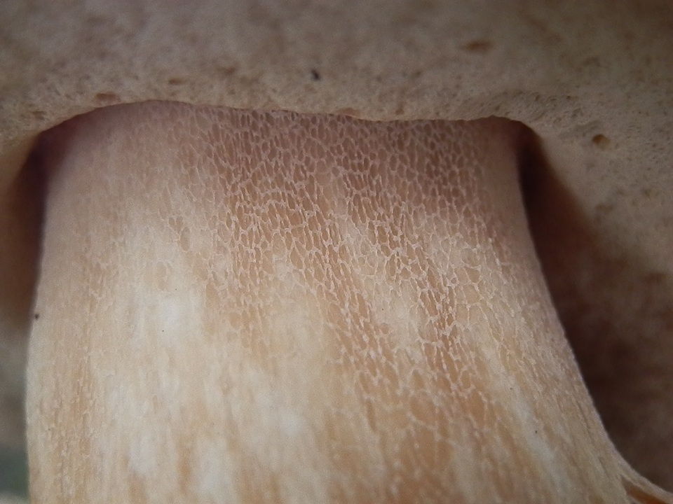 Boletus rubriceps image