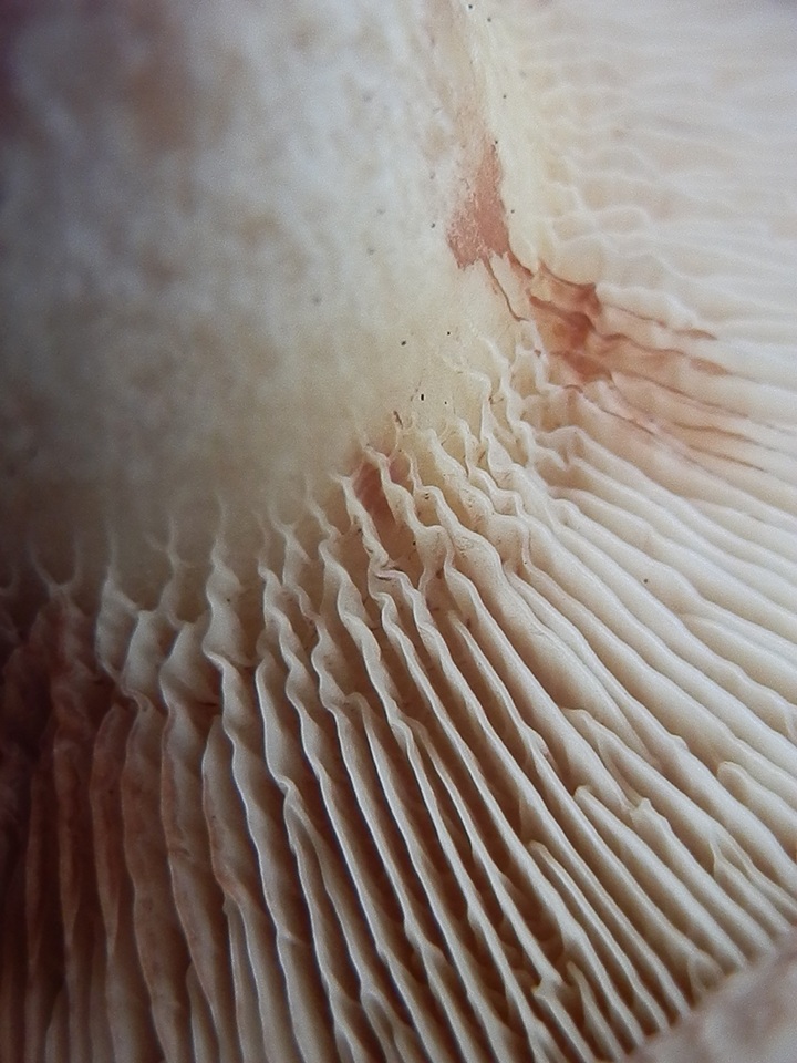 Paxillus obscurisporus image