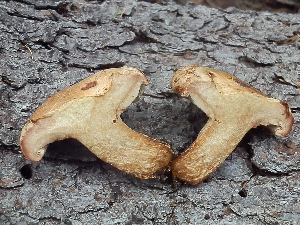 Paxillus obscurisporus image