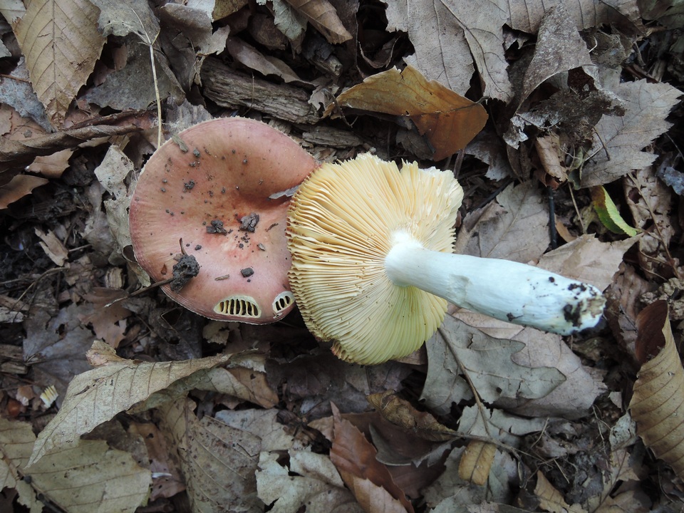 Russula veternosa image
