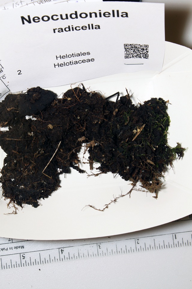 Neocudoniella radicella image