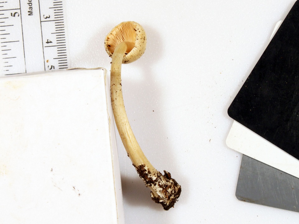 Amanita homolae image