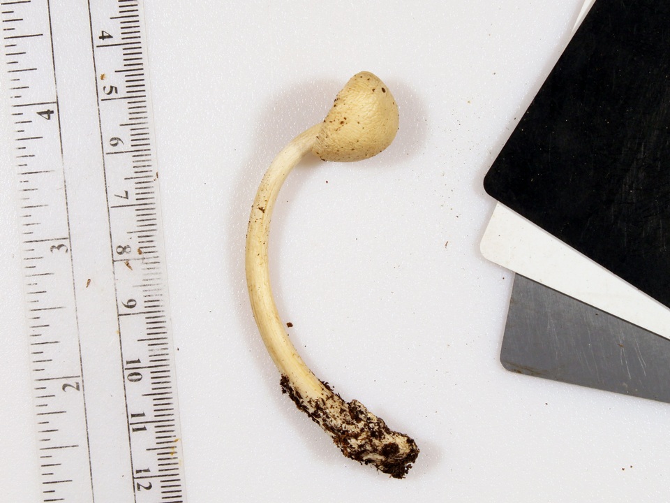Amanita homolae image