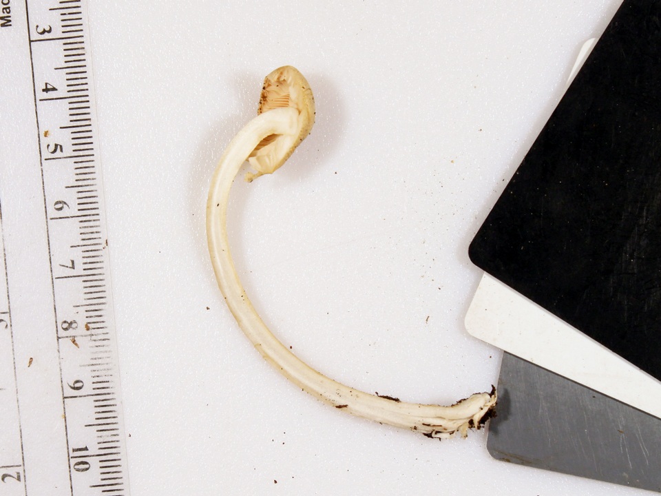 Amanita homolae image