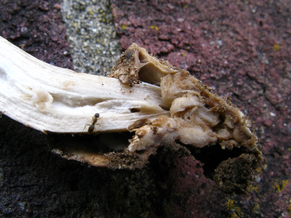 Amanita dolichopus image