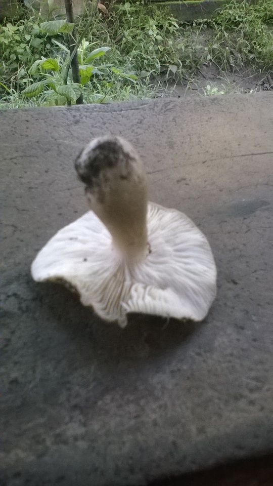 Agaricus rhoadsii image