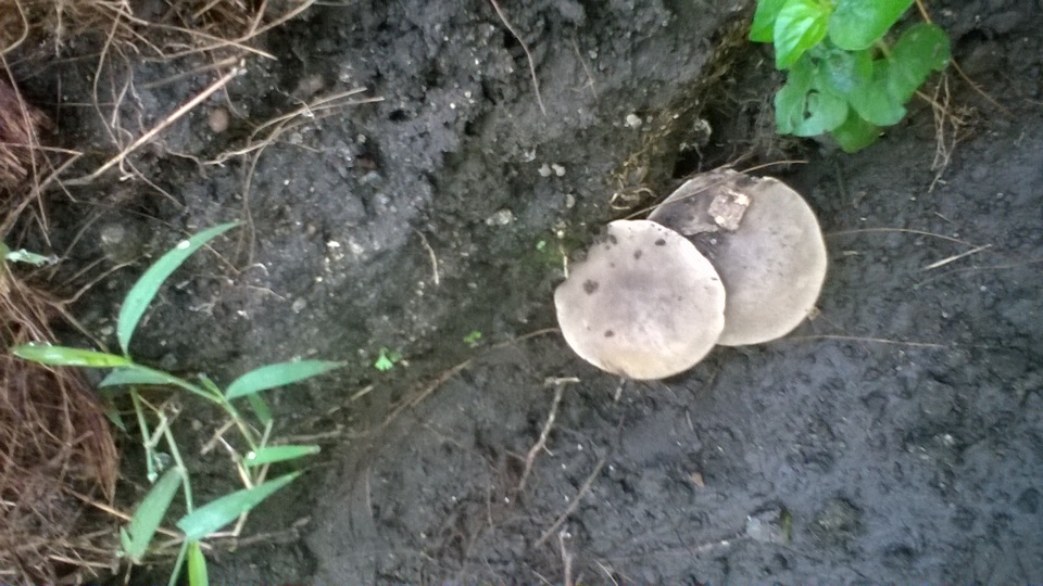 Agaricus rhoadsii image