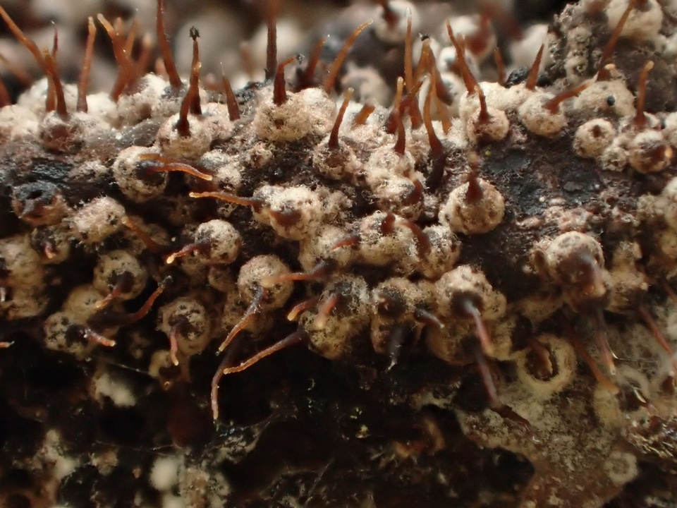 Arxiomyces vitis image