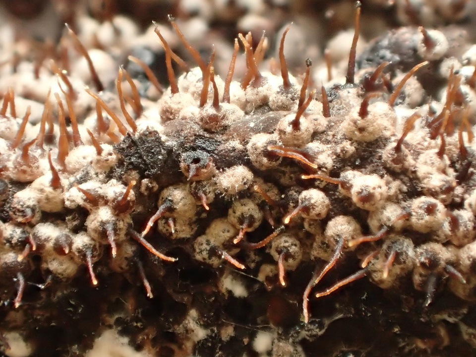 Arxiomyces vitis image