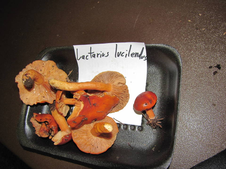 Lactarius luculentus image