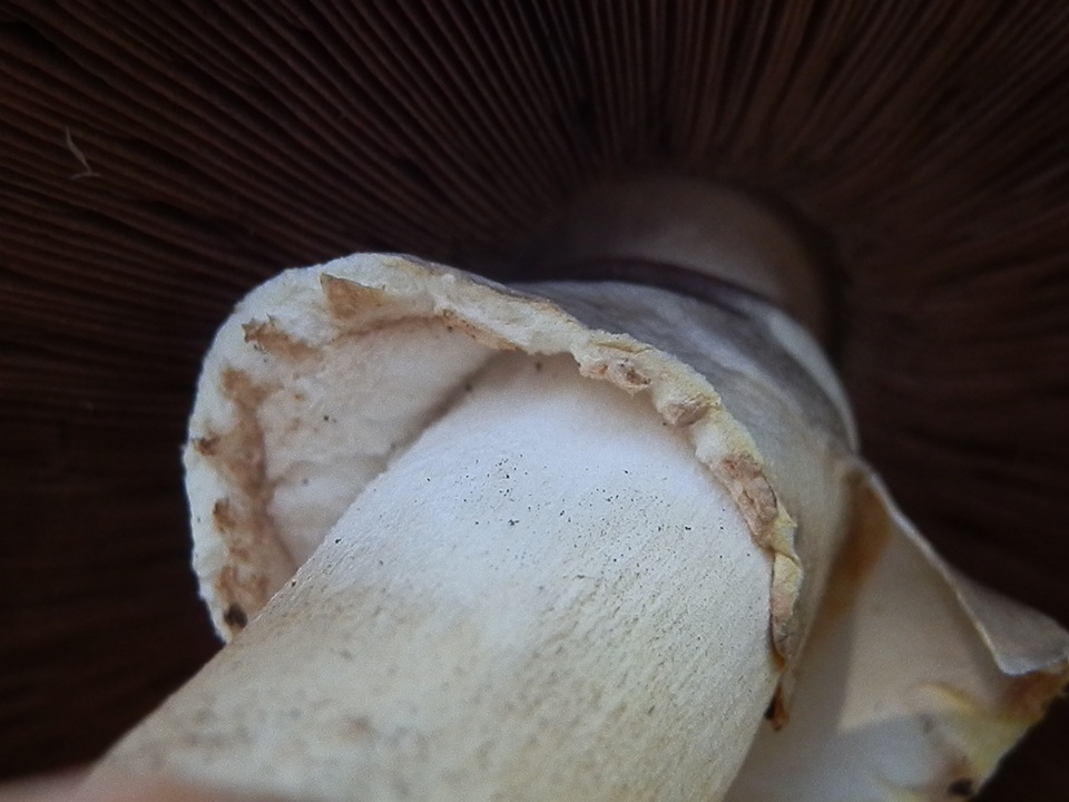 Agaricus didymus image