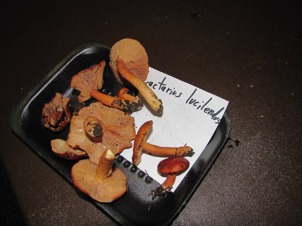 Lactarius luculentus image