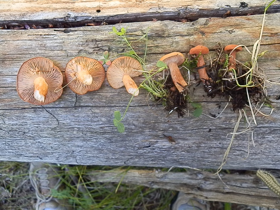Lactarius luculentus image