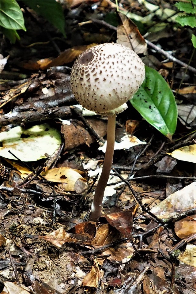 Macrolepiota gracilenta image