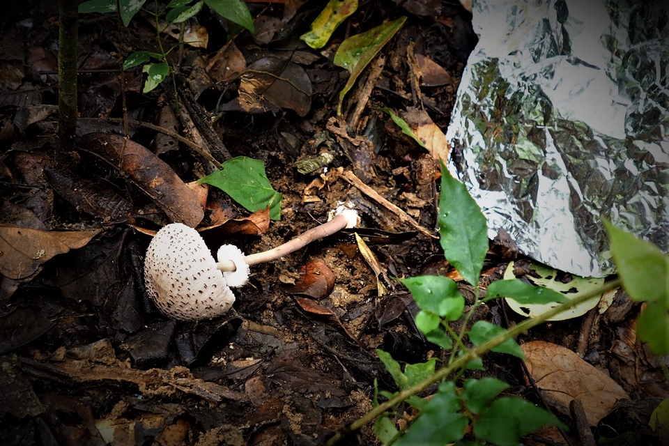 Macrolepiota gracilenta image